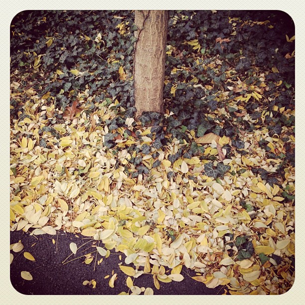 More fallen leaves.
