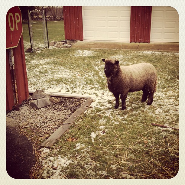 Stop: Sheep Crossing (My uncles’ sheep Aurabelle.)