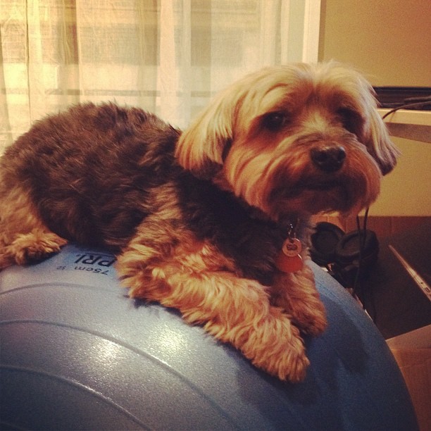 Darcy on the ball chair.
