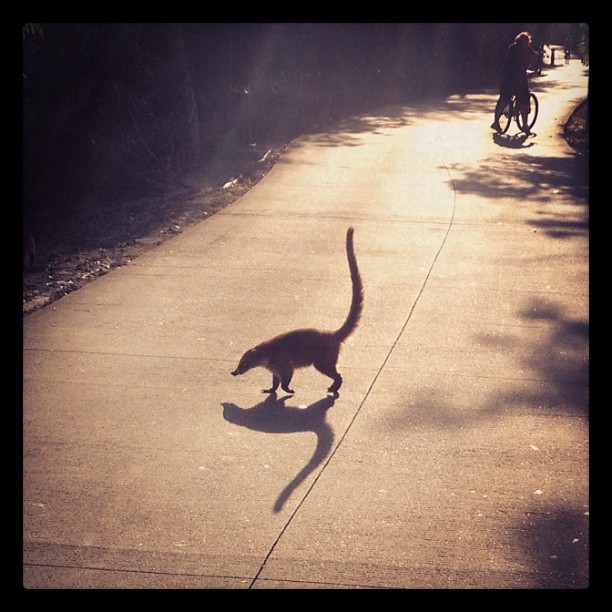 Coati on the bike path.