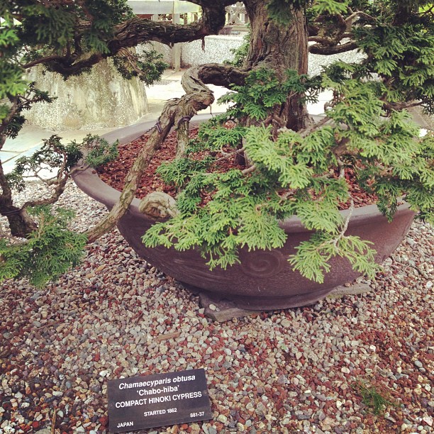 No biggie, this bonsai has only been trimmed for 150 years. There are older.