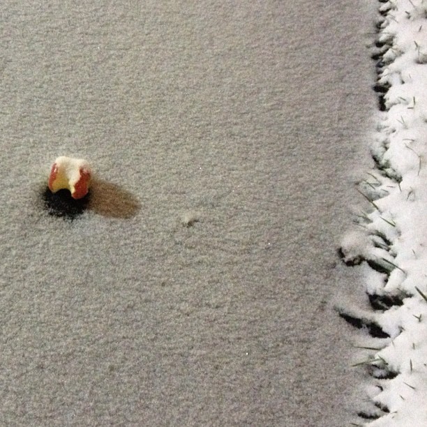 Apple in the snow.