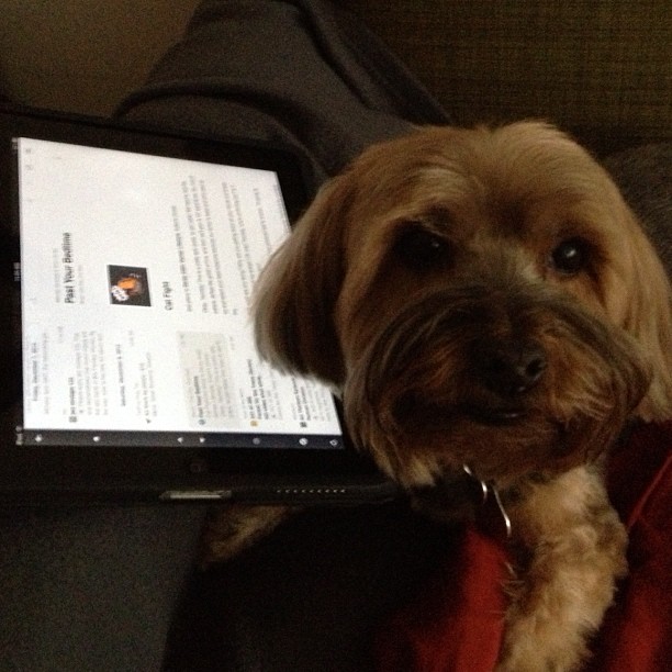 Hey, don’t interrupt me, I’m reading my blogs. #puppy