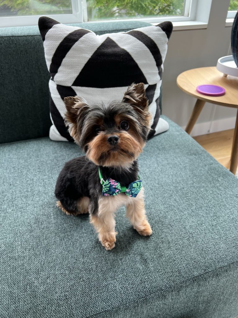 Tiny freshly groomed Yorkie sits on a teal couch wearing a monstera bow tie